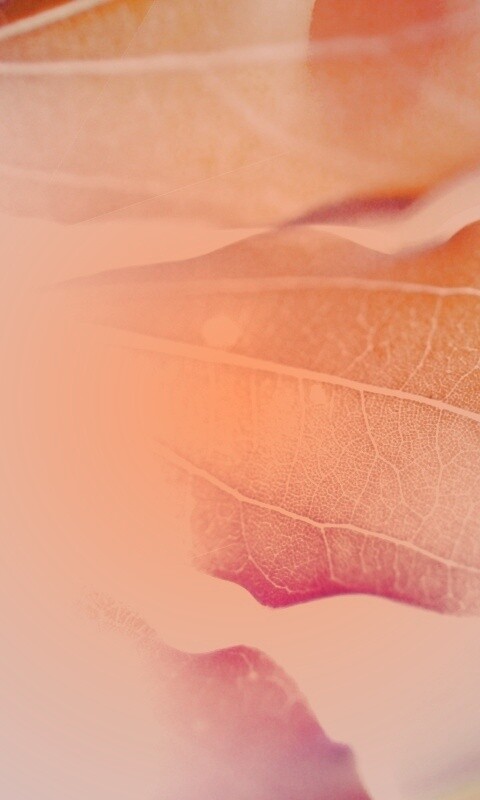 Радужные листья обои