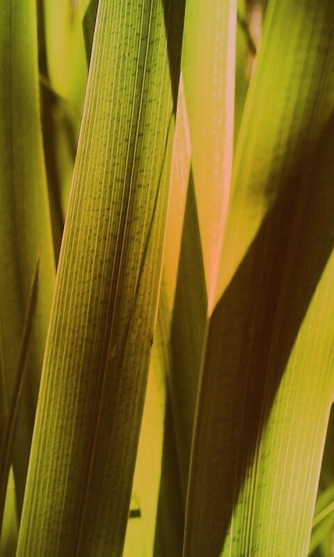 Стебли травы обои