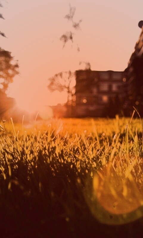 Трава во дворе обои