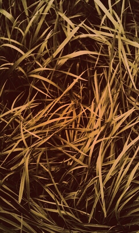 Блеклая трава обои