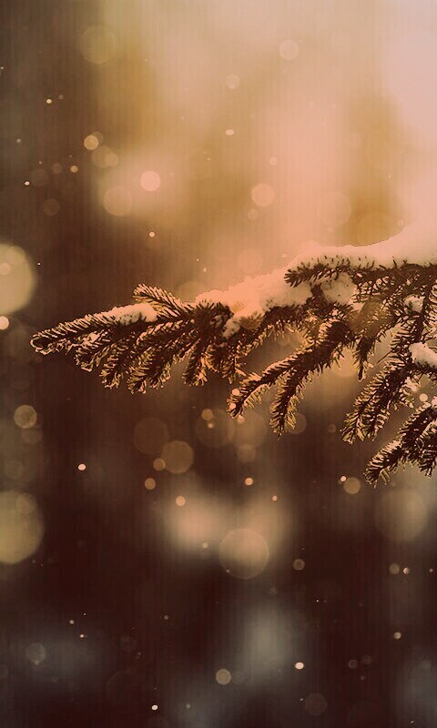 Еловая лапа обои