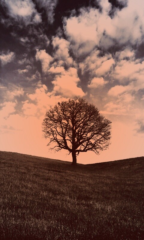Холм одинокого дуба обои