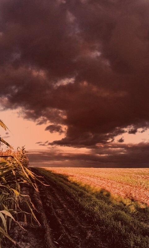 Кукурузное поле обои