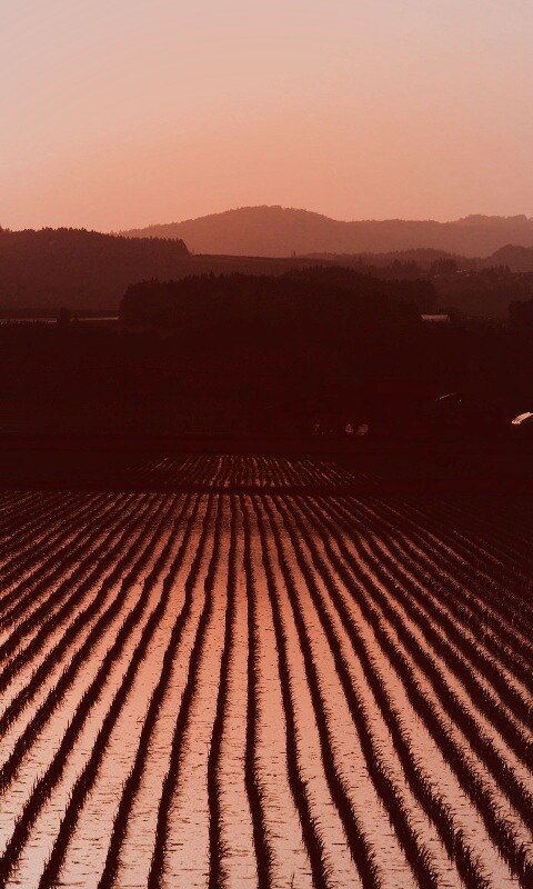 Рисовые поля обои