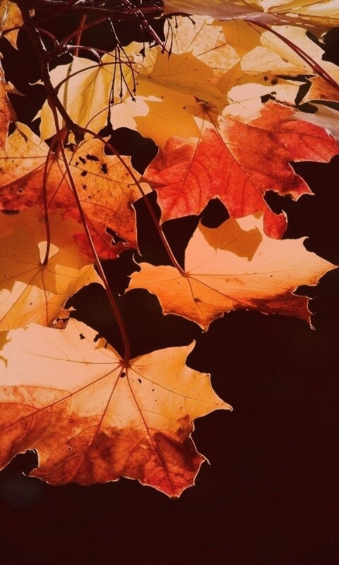 Колоритные осенние листья обои