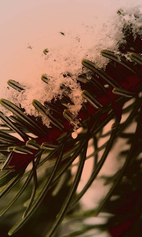 Хвойная ветка вся в снегу обои
