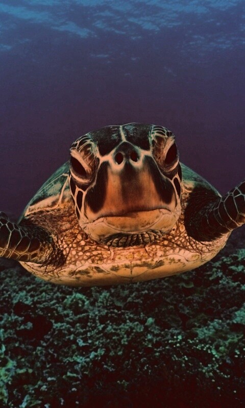 Морская черепаха обои