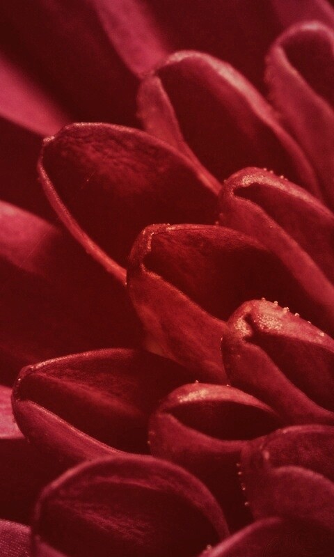 Лепестки хризантемы обои