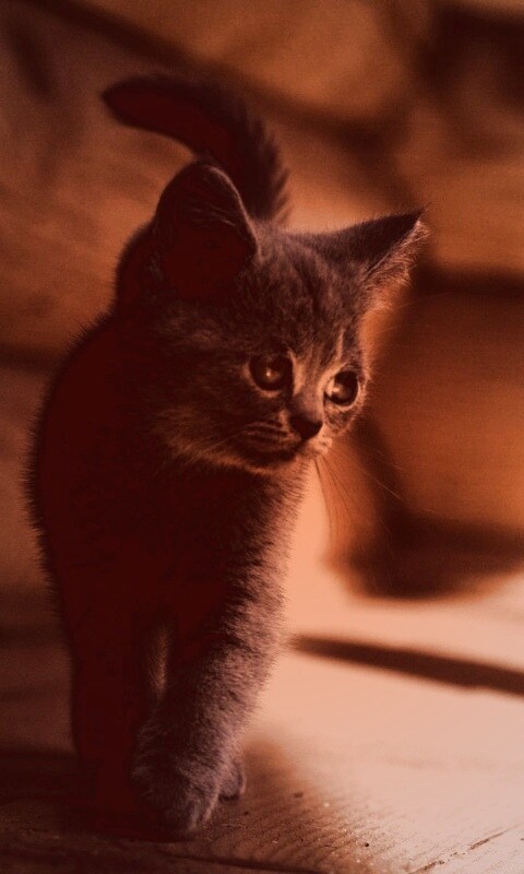Маленький дымчатый котенок обои