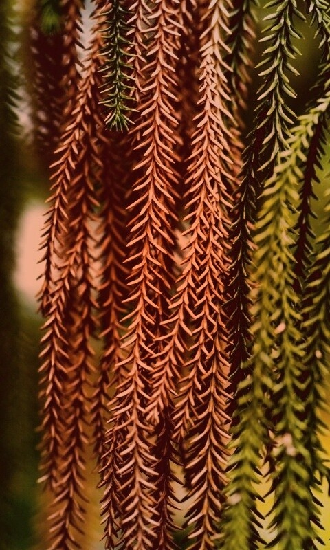 Зеленые колючки обои