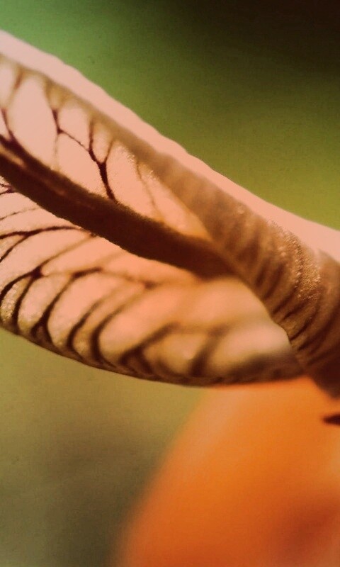 Сетчатый лист обои