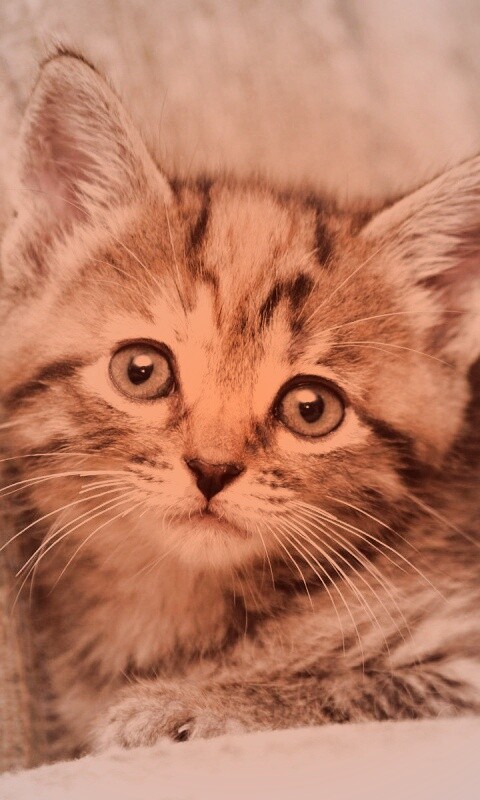 Милый маленький котенок обои