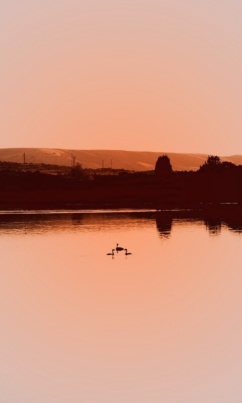 Утиное озеро обои