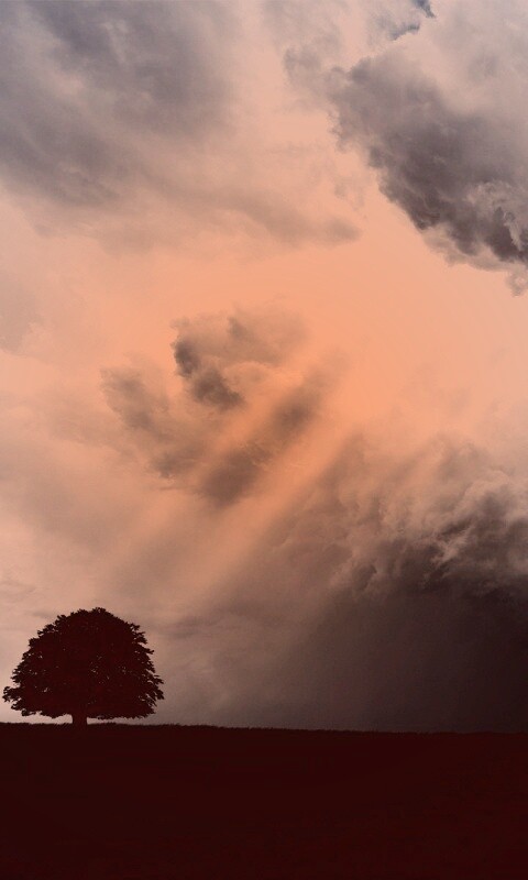 Избранный обои