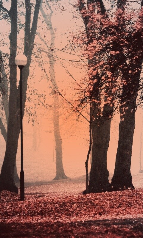 Парк красных листьев обои