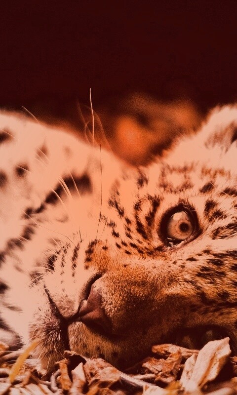 Гепард котенок обои