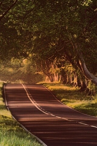 Трасса в тени деревьев обои