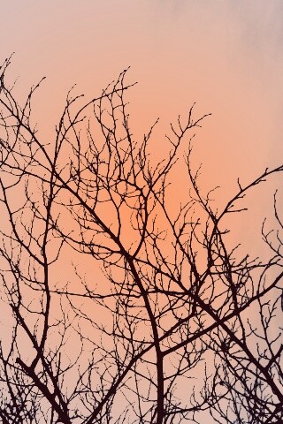 Ветвистое дерево обои