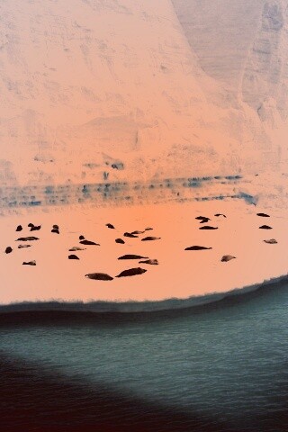 Спящие тюлени обои