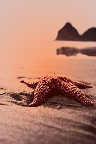 Морская звезда обои