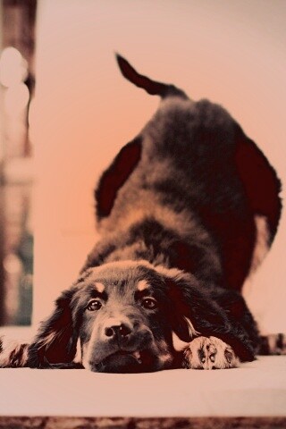 Игривый пес обои