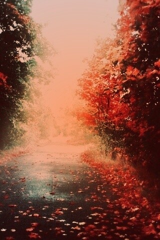 Желтая дорога обои