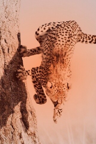 Скалолаз обои