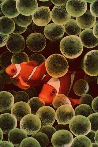 Рыбка клоун стандартные обои iPhone обои
