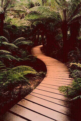 Дорожка в зарослях обои