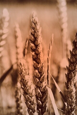 Молодые пшеничные колосья обои