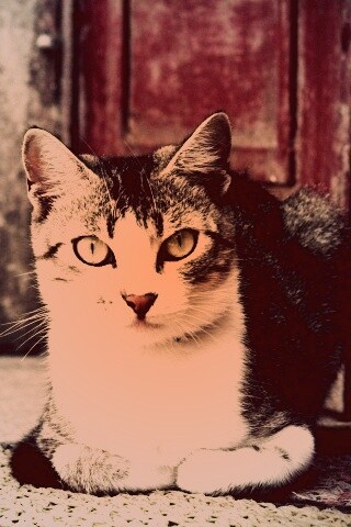 Кошечка на подстилке обои