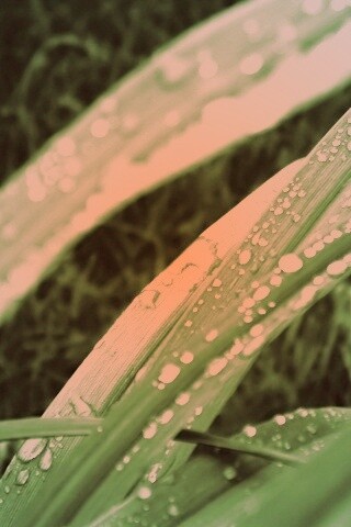 Роса на траве обои