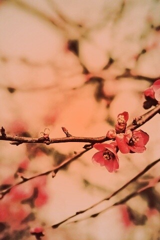 Весеннее цветение обои