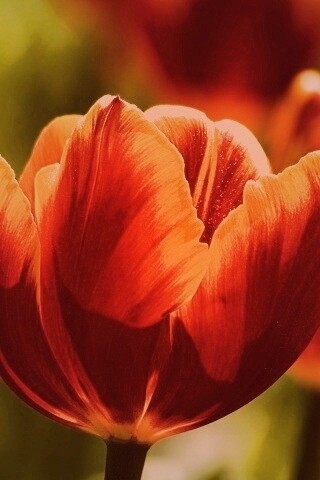 Красно-желтый тюльпан обои