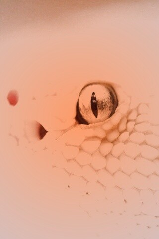 Змея альбинос обои