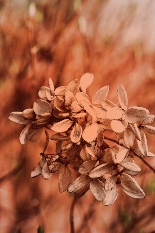 Увядший цветок обои