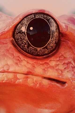 Красная лягушка обои