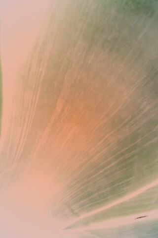 Макро фото травинки обои