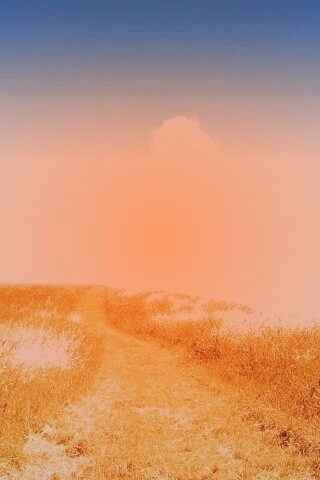 Золоте поле обои