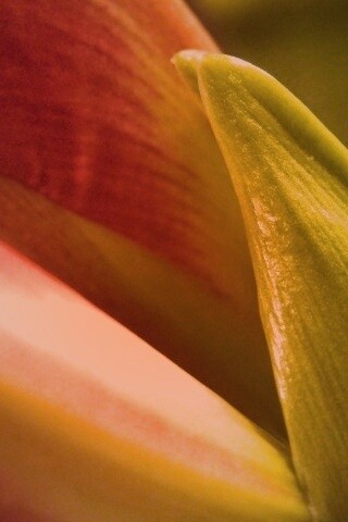 Макро фото цветка обои