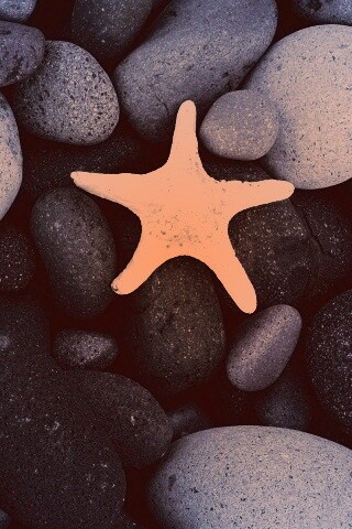Звезда на морской гальке обои