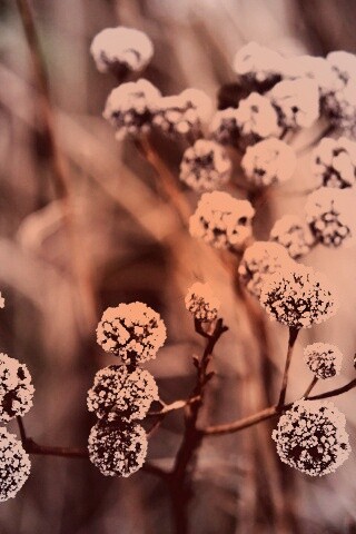 Иний на растении обои