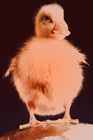 Утёнок на глобусе обои