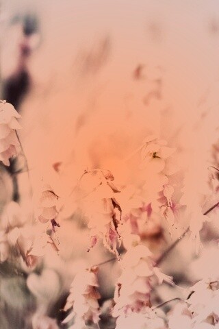 Висящие цветочки обои