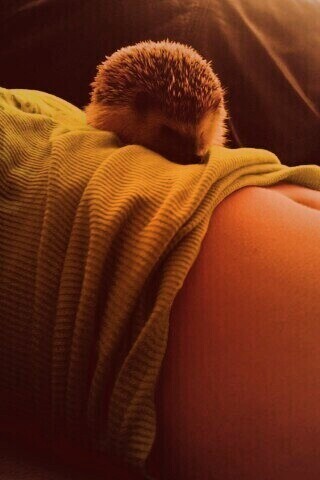 Девушка и ёжик обои