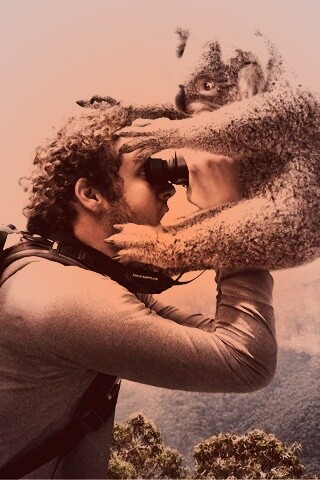 Коала ближе чем кажется обои