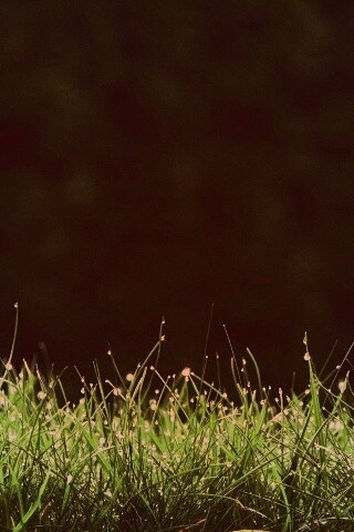 Трава после дождя обои