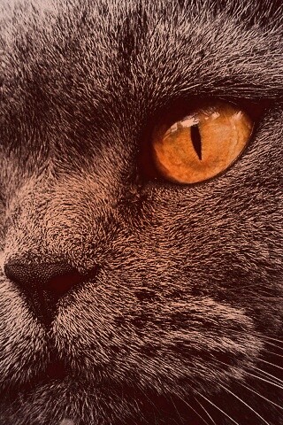 Кот с оранжевыми глазами обои