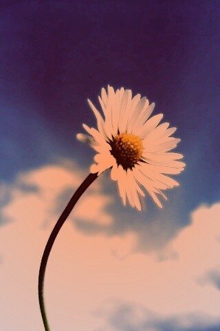 Ромашка на фоне неба обои