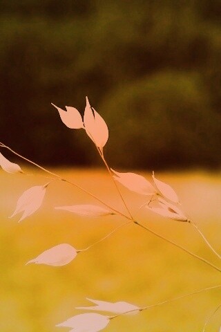 Белые полевые цветочки обои